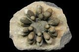 Jurassic Club Urchin (Cidaropsis) - Boulmane, Morocco #116781-1